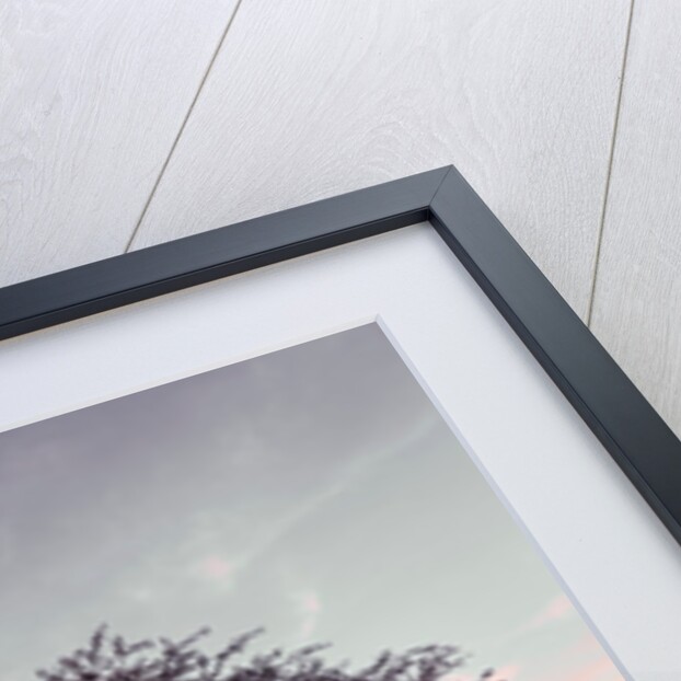 Single tree in a meadow by Assaf Frank